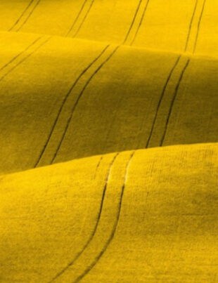 Rolling fields of blooming canola