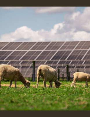 Trina-Solar-Powers-New-Zealands-Largest-Solar-Farm-with-Integrated-Module-Tracker-Solution