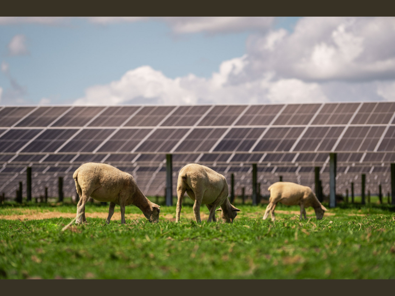 Trina-Solar-Powers-New-Zealands-Largest-Solar-Farm-with-Integrated-Module-Tracker-Solution