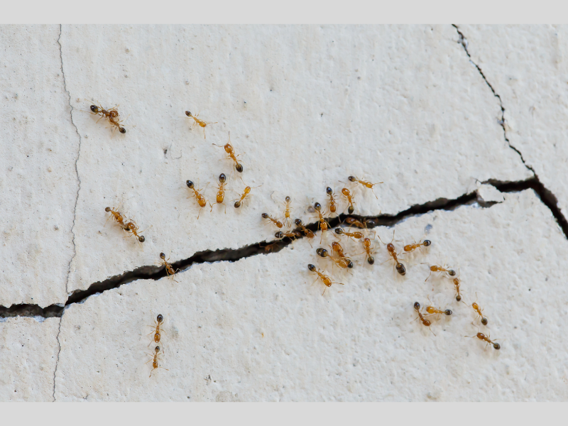 Common Causes of Ant Infestations in Yarra Valley Residences