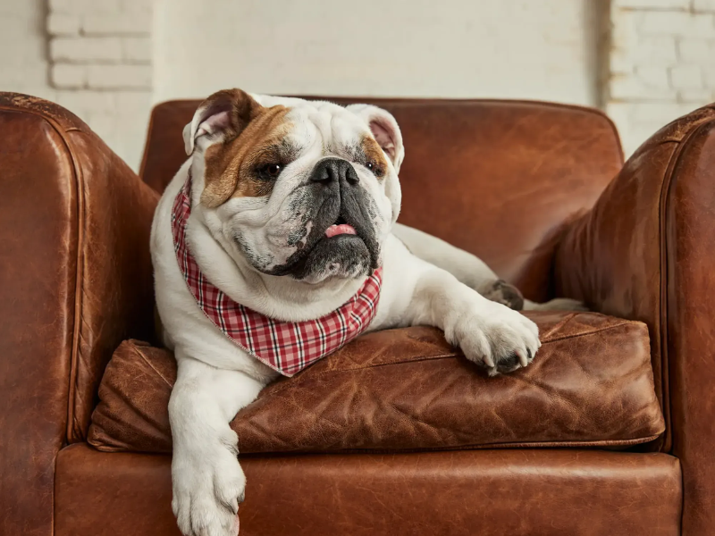 Fetch partners with SATELLAI to introduce AI-powered Collar for Dogs (Image Courtesy: Fetch Pet Insurance Official website)