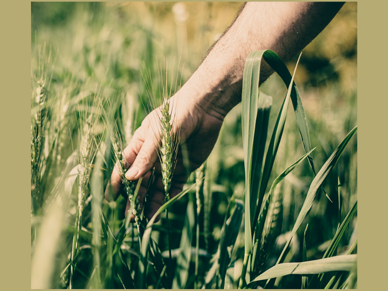 Food & Water Security (Image Courtesy: Orbia Official website)