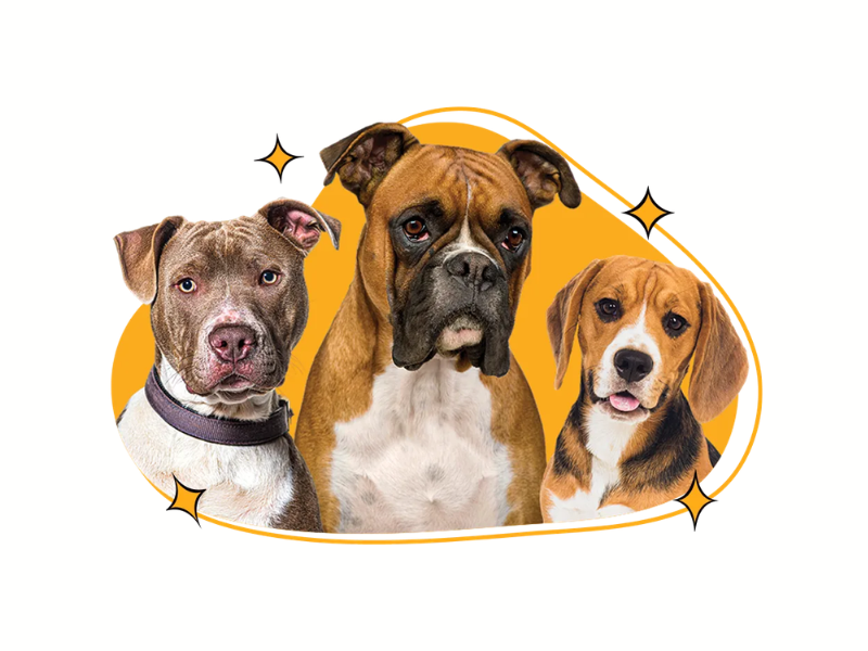 Short Coated breeds (Image Credits: Lucky Dog Mobile Groomers)