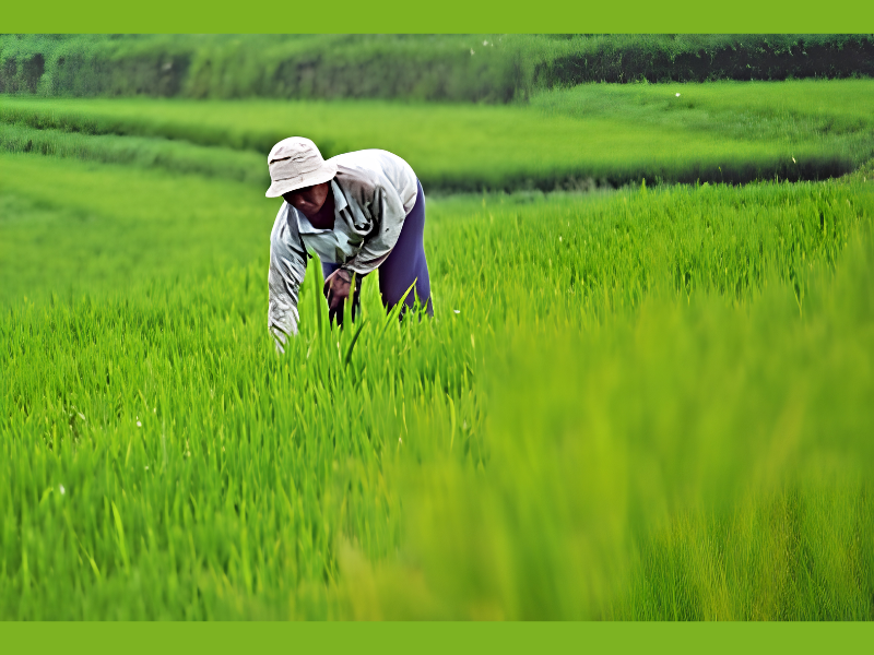 A new study by Dr. Andi Amran Sulaiman from Hasanuddin University and his team highlights how a sustained and integrated approach to agricultural policies could play a critical role in meeting rising food demand and ensuring long-term food security (Image Credit: PRNewswire)